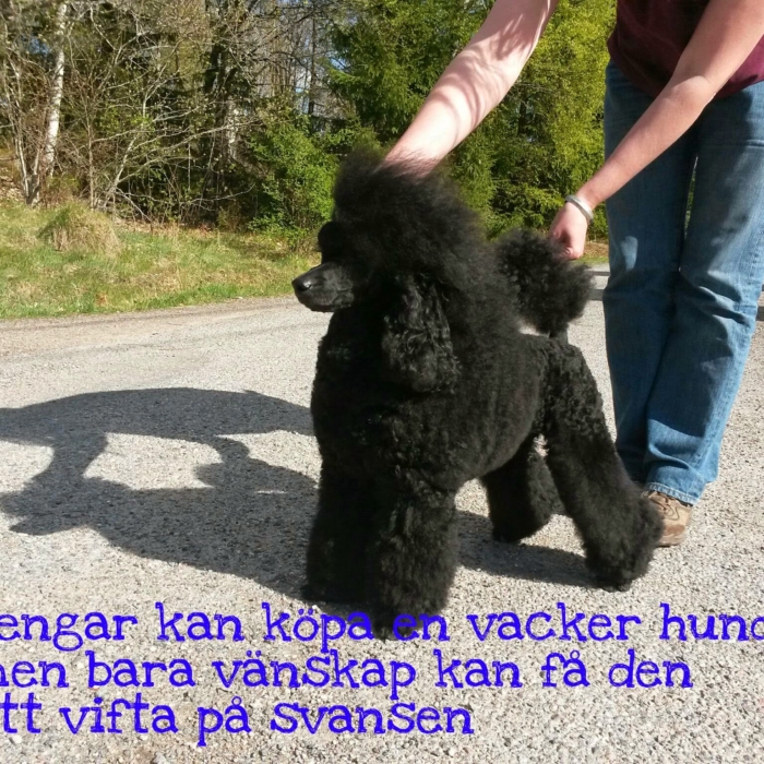 PicsArt_1403639307789