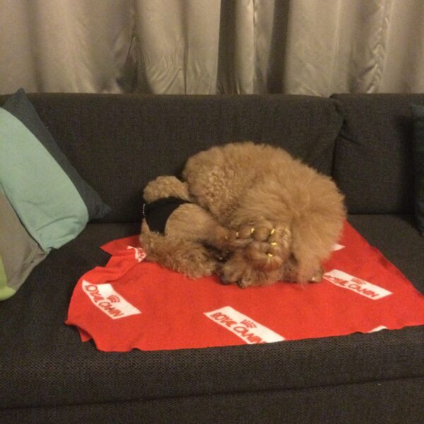 Tikens löp