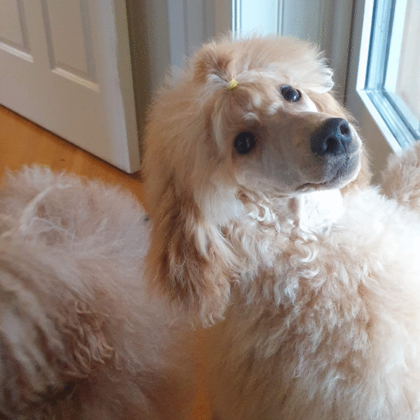 Att lära hunden – olika metoder