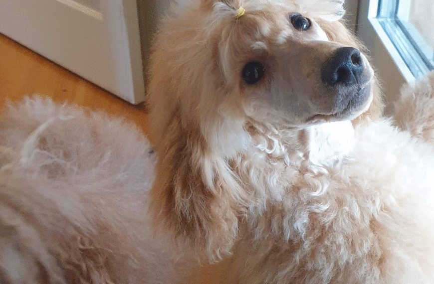 Att lära hunden – olika metoder